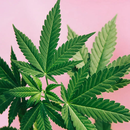 Consulta Médica - REPROCANN